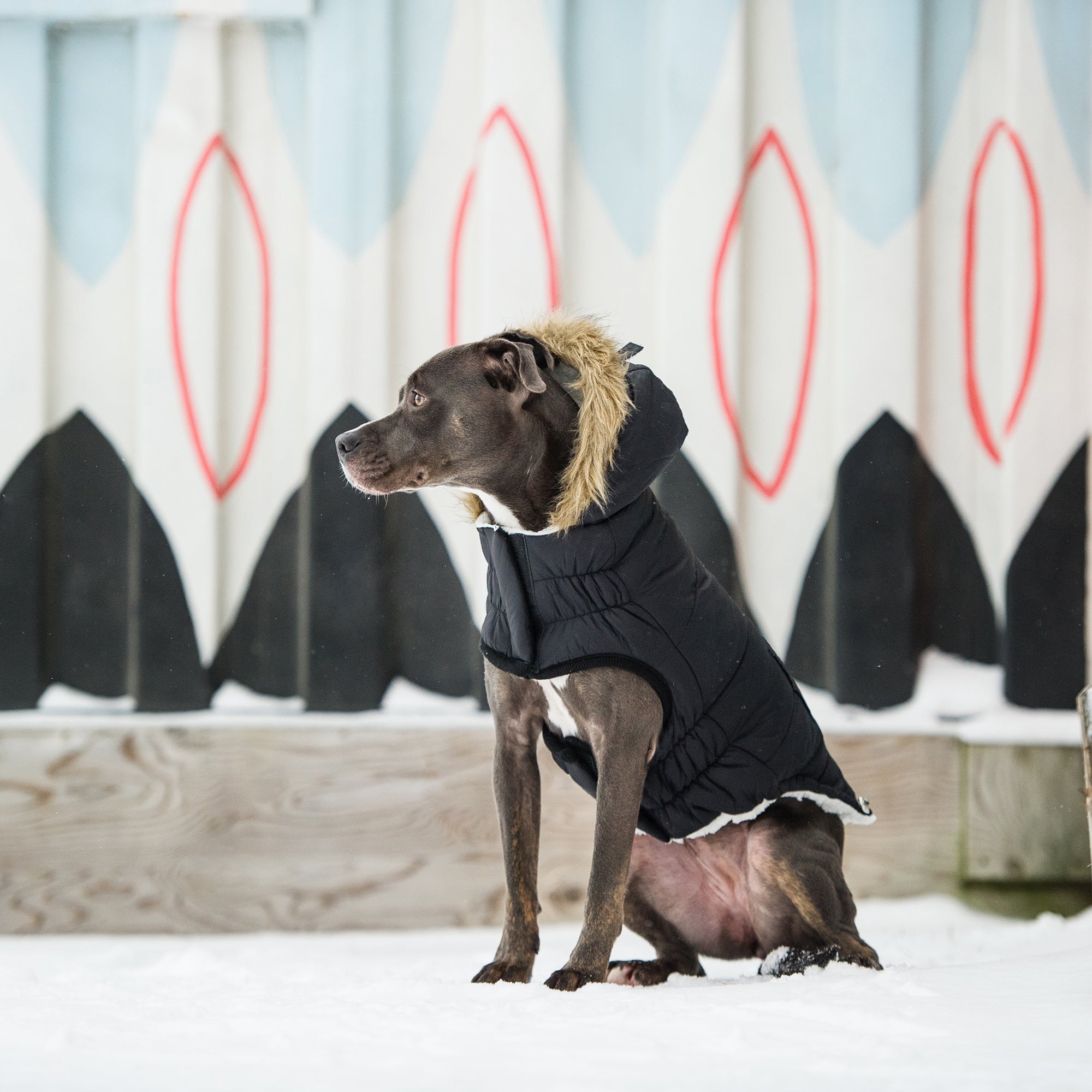 GF PET® Urban Parka - Black