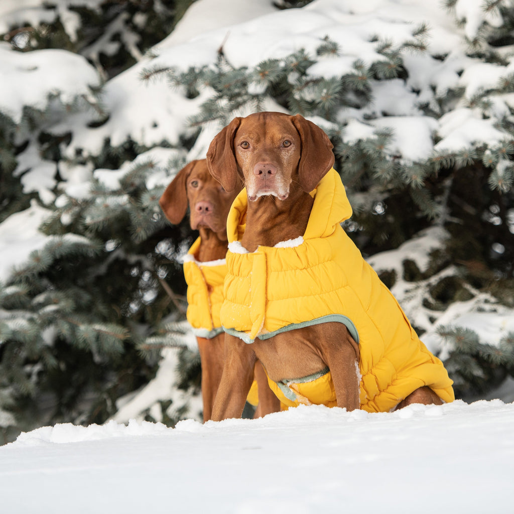 GF PET® Arctic Parka - Yellow