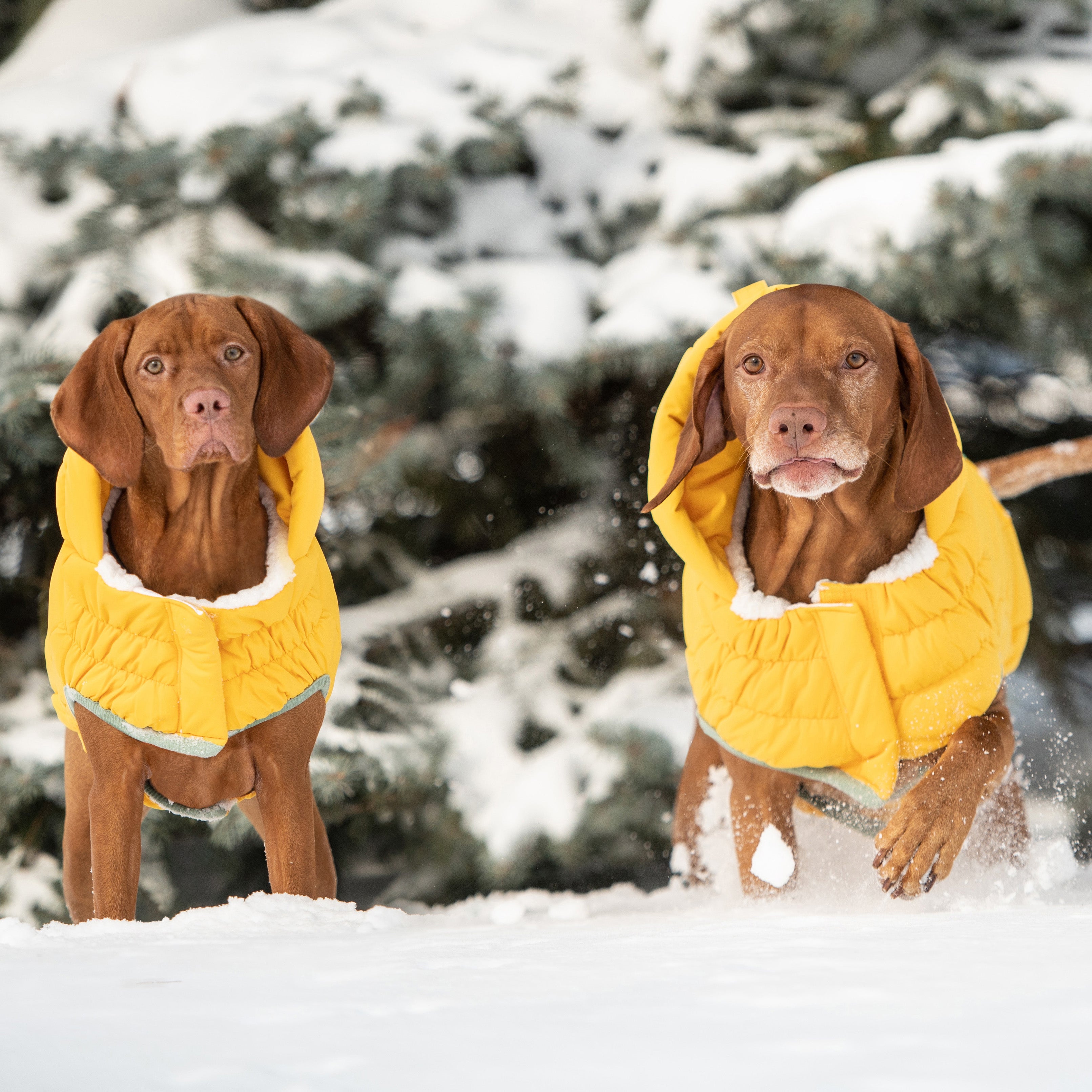 GF PET® Arctic Parka - Yellow