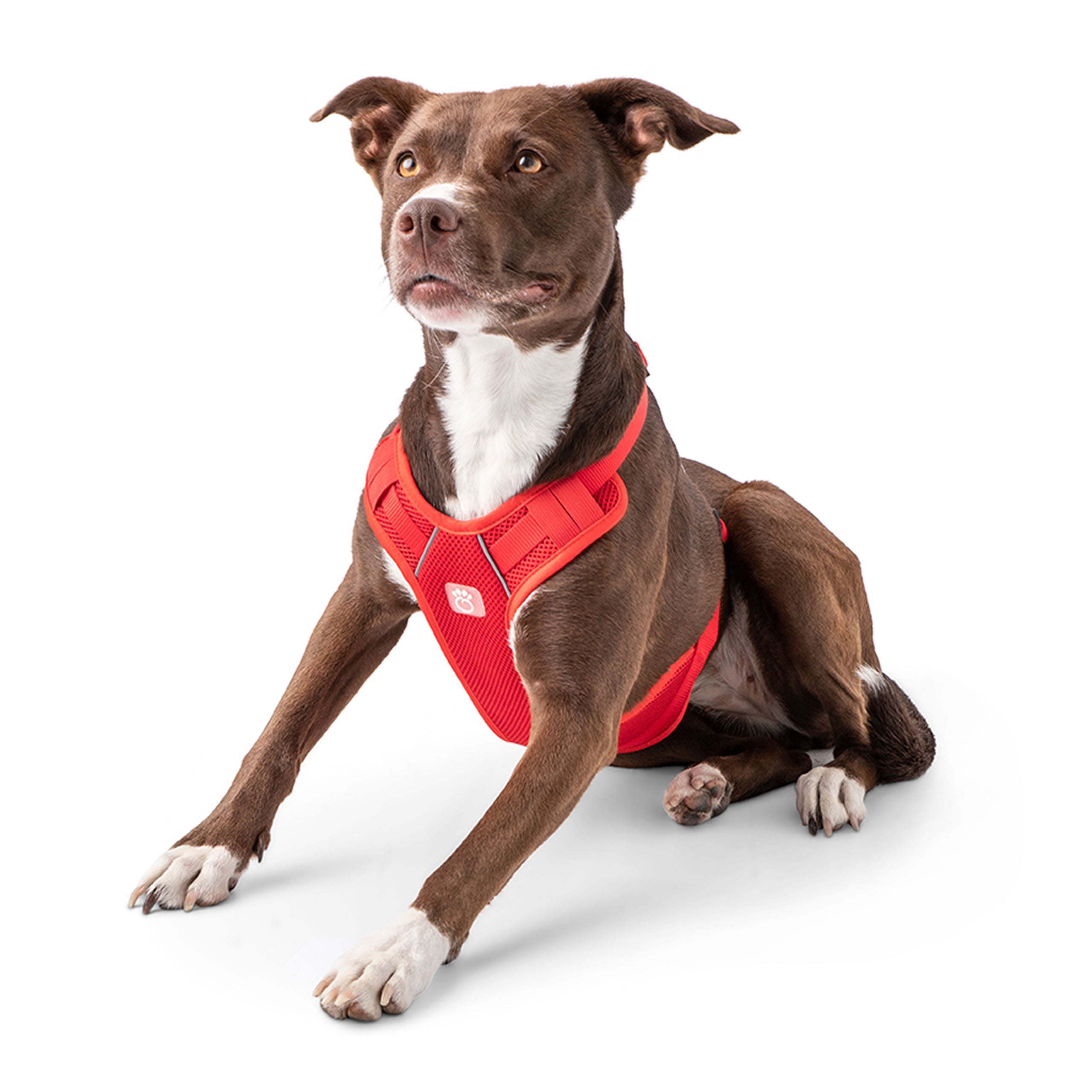 GF PET® Travel Harness - Red