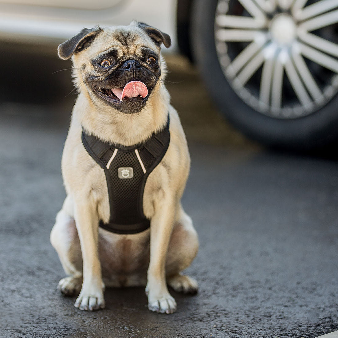 GF PET® Travel Harness - Black