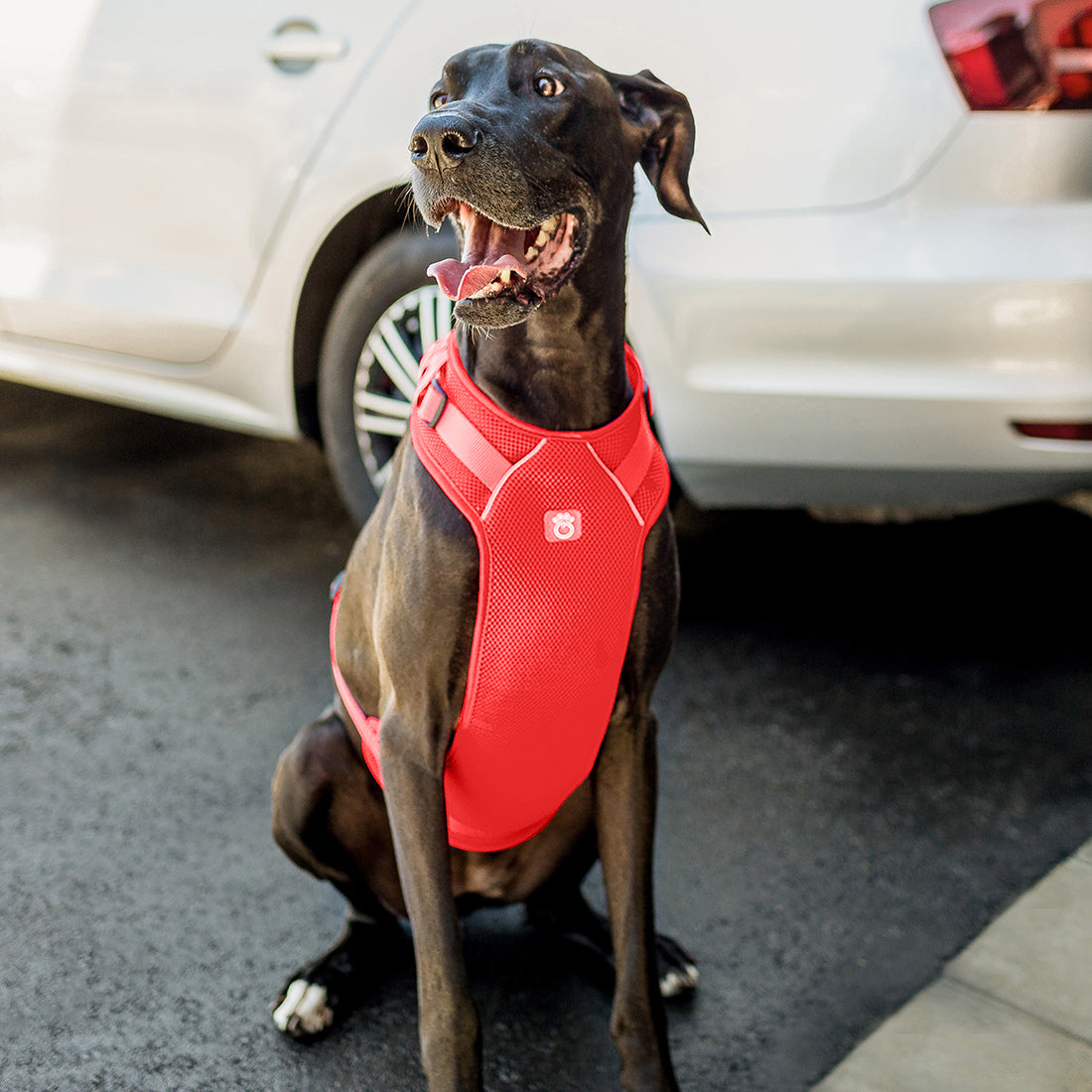GF PET® Travel Harness - Red