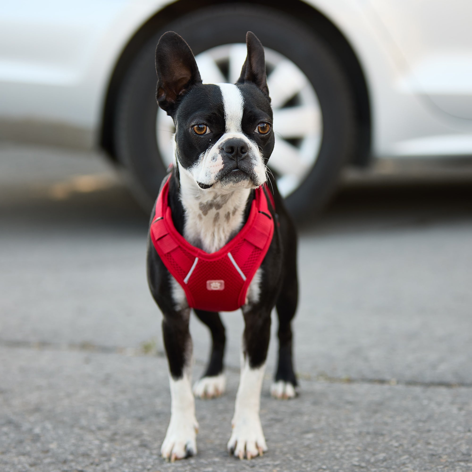 GF PET® Travel Harness - Red