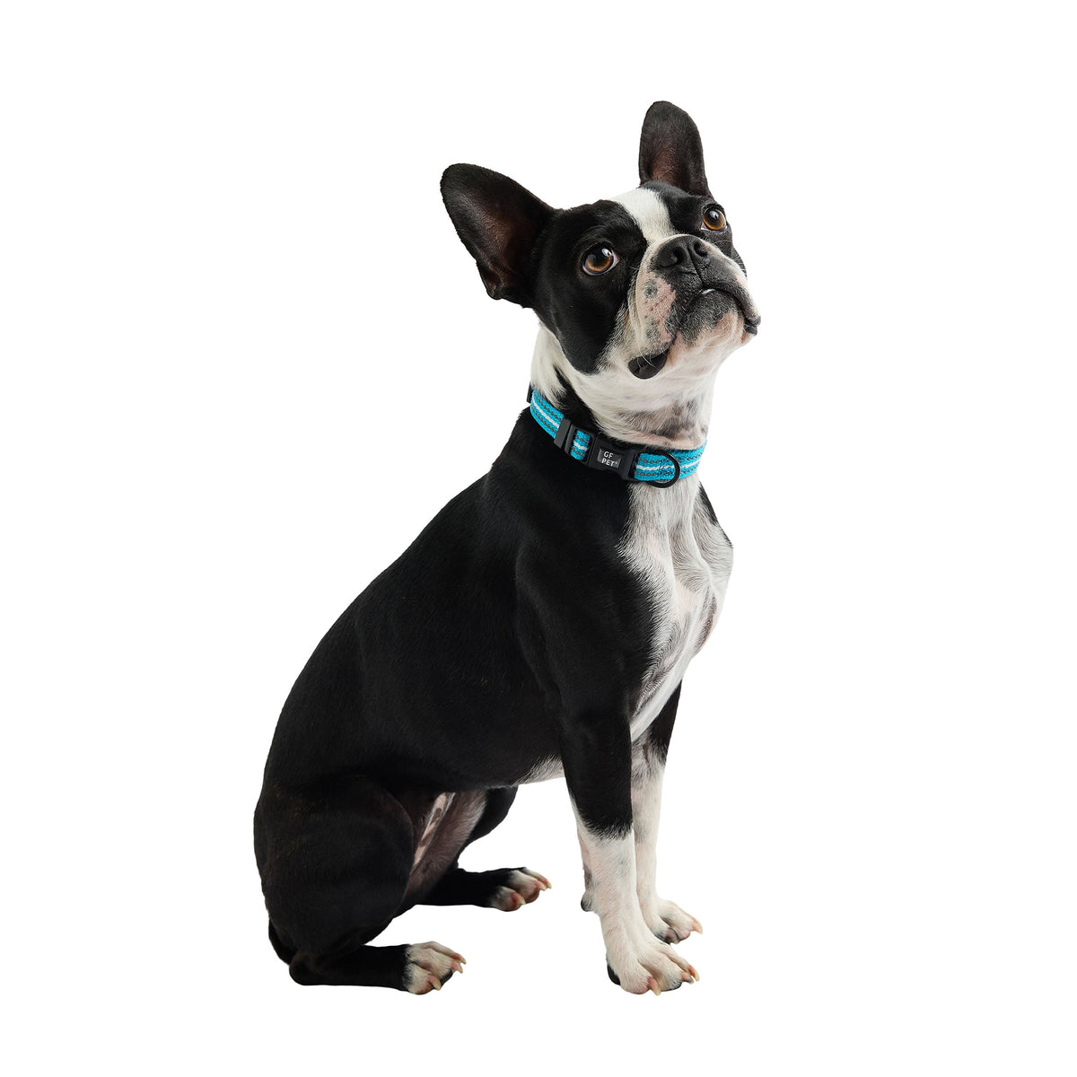 GF PET® Reflective Collar - Neon Blue