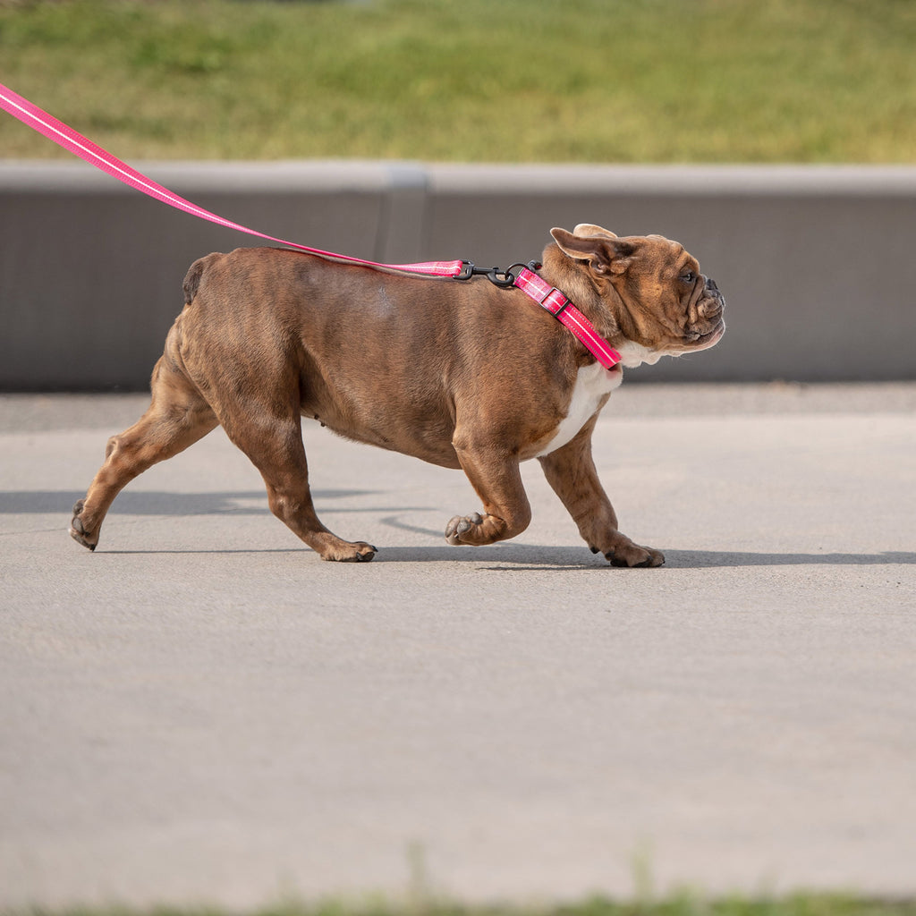 GF PET® Reflective Collar - Neon Pink