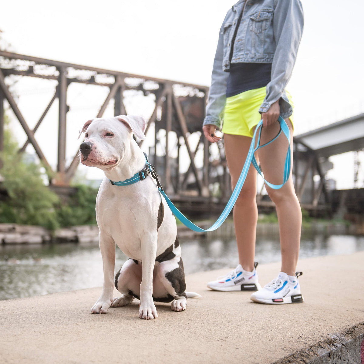 GF PET® Reflective Collar - Neon Blue