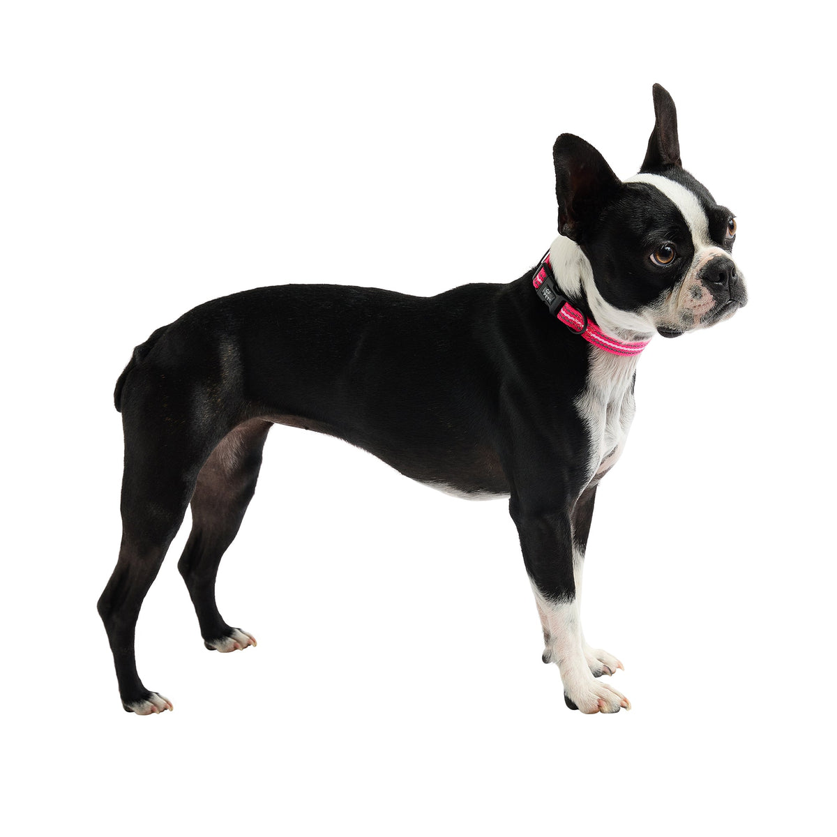 GF PET® Reflective Collar - Neon Pink