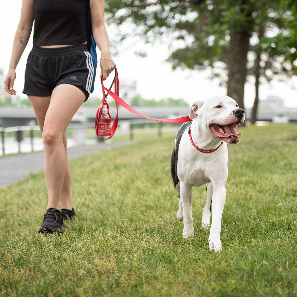 GF PET® Reflective Collar - Red