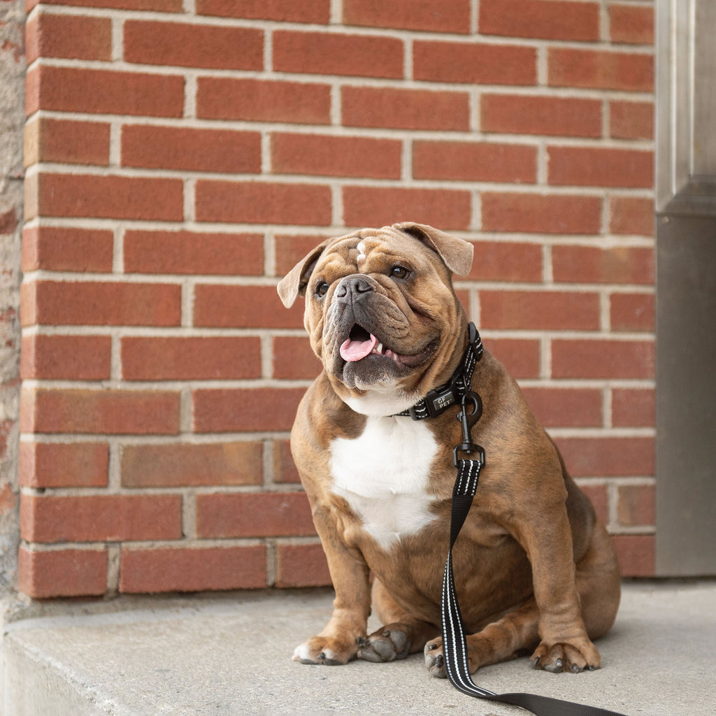 The GF PET® Reflective Leash - Black
