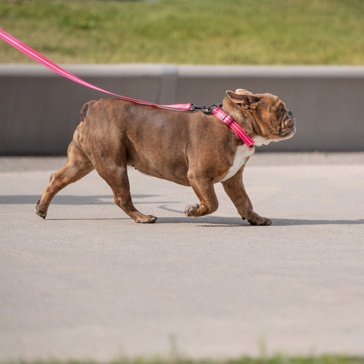 The GF PET® Reflective Leash - Neon Pink