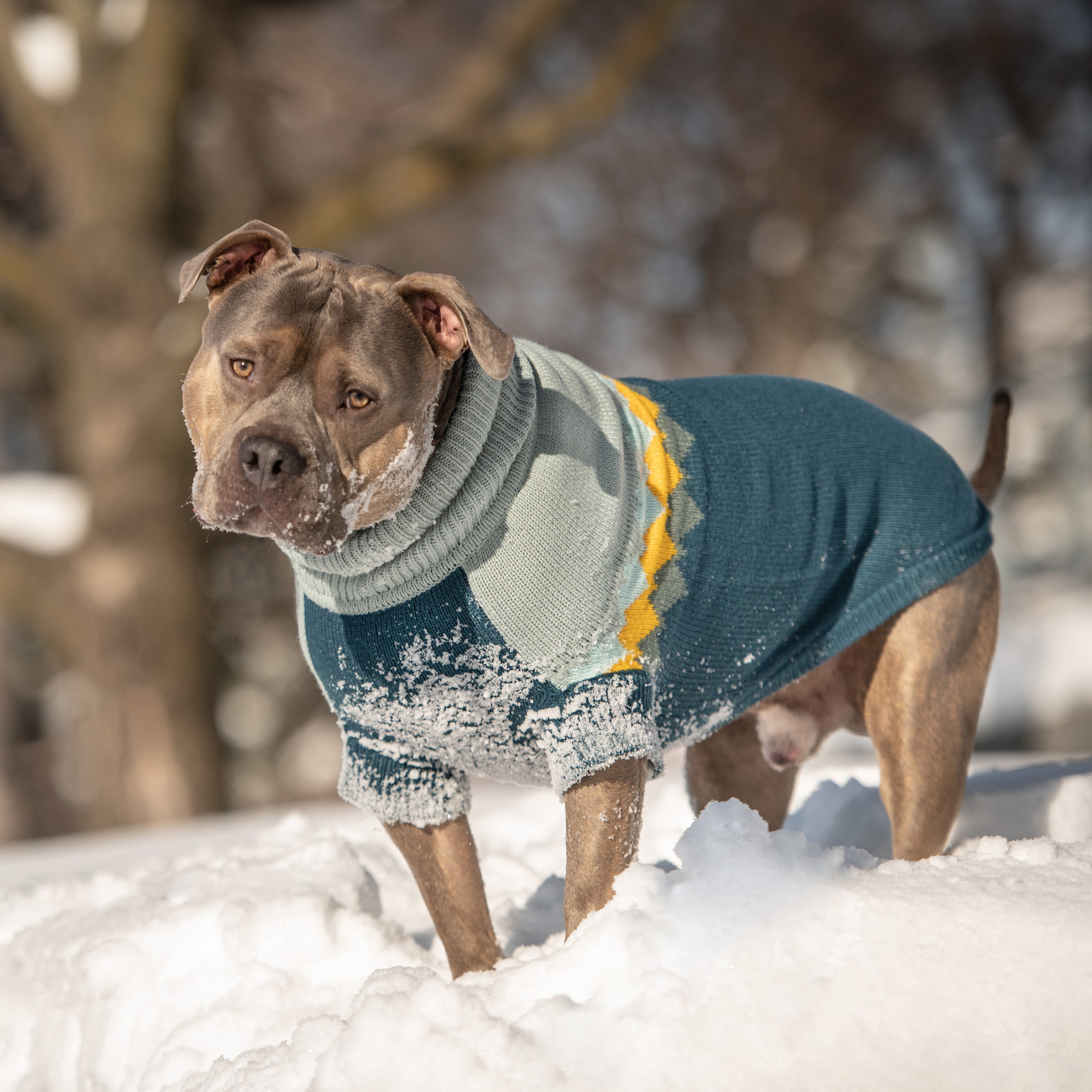 GF PET® Fireside Sweater - Teal