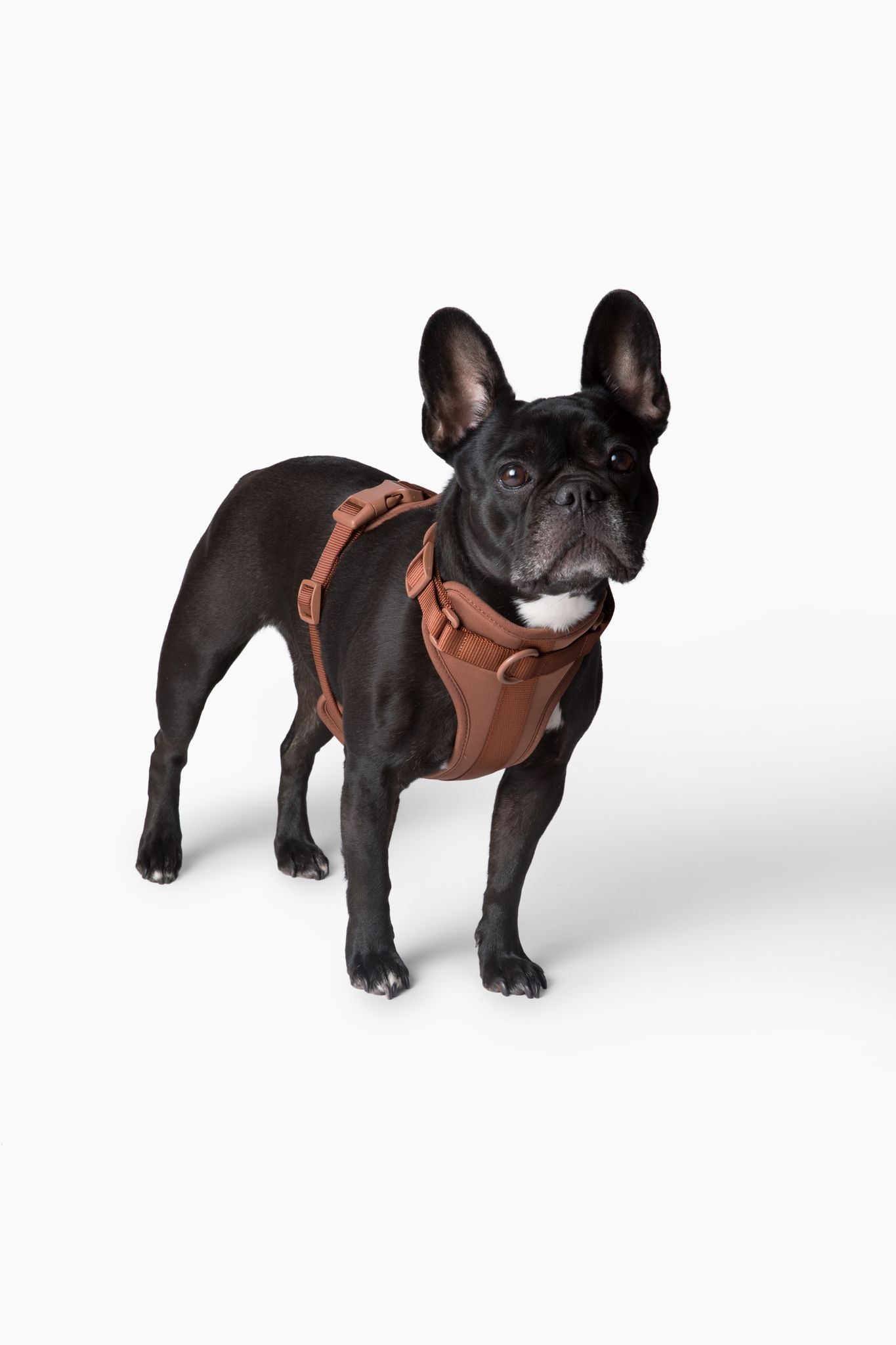 Come Here Buddy Harness