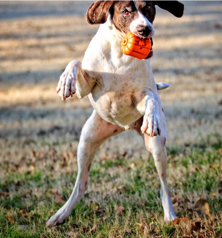 SodaPup® Jack O' Lantern Dog Toy - Durable Halloween Chew Toy for Large Dogs | USA Made