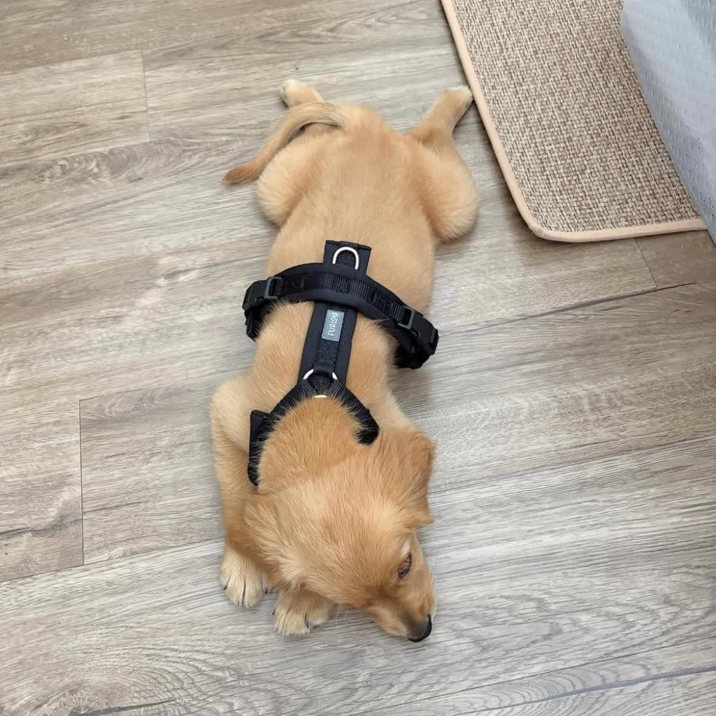 Furlou Black - Comfort Dog Harness