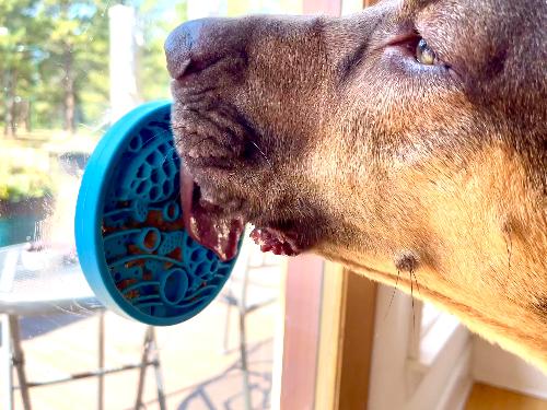 SodaPup® Turtle eMat-Mini Lick Mat with Suction Cups - Small Dogs & Cats | USA