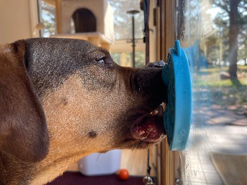 SodaPup® Turtle eMat-Mini Lick Mat with Suction Cups - Small Dogs & Cats | USA