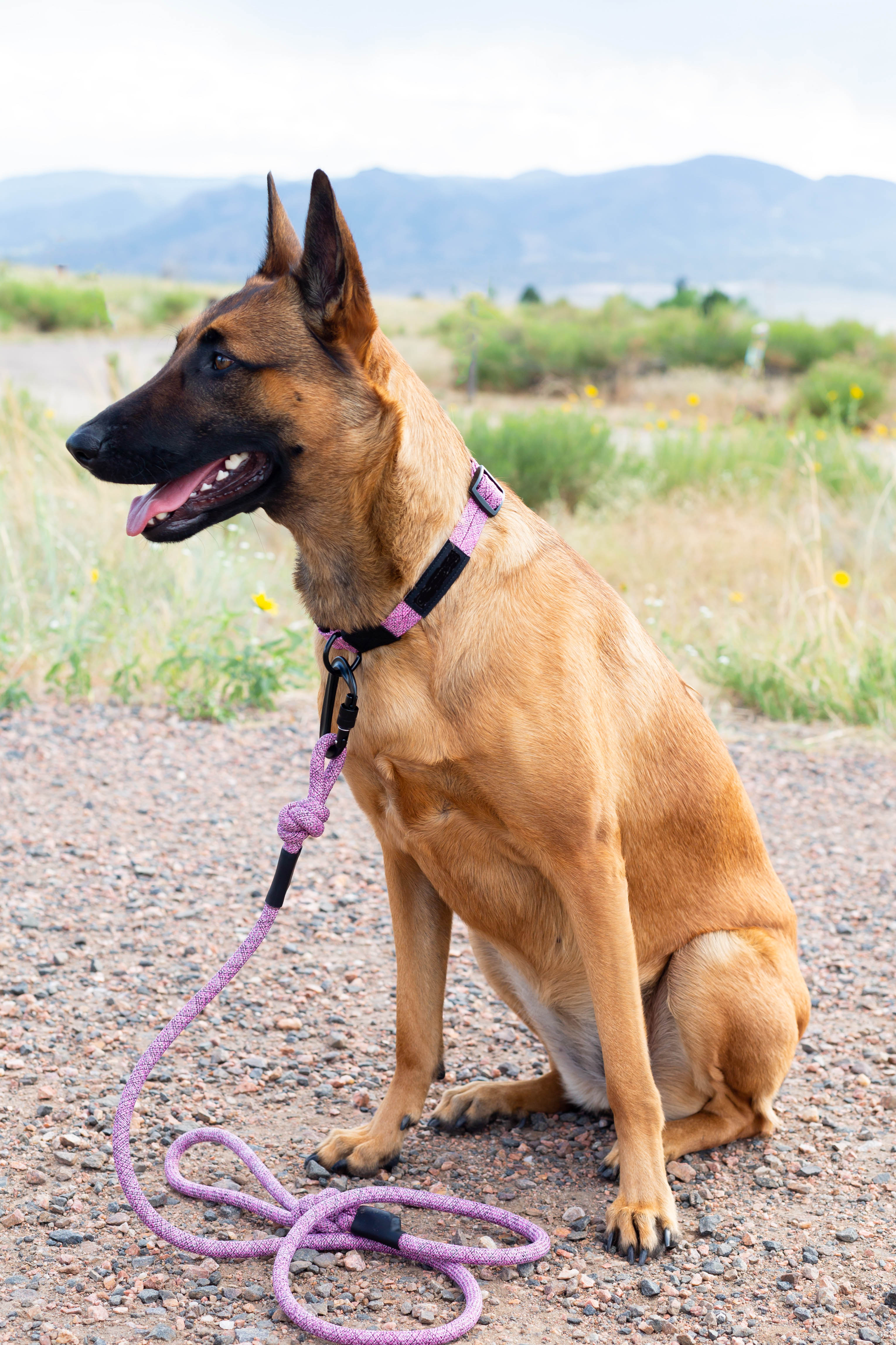 Euro-Dog Climbing Rope Dog Collar