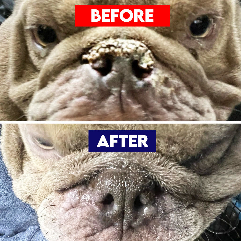 Ruff Nose - Pet Nose Repair Balm - 4 oz