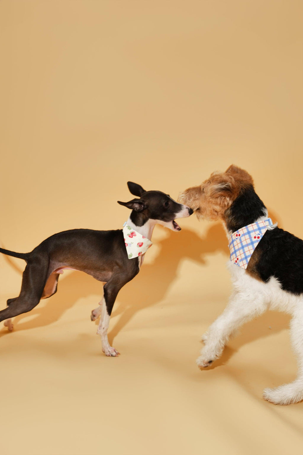 Blue Gingham Cherry Bandana