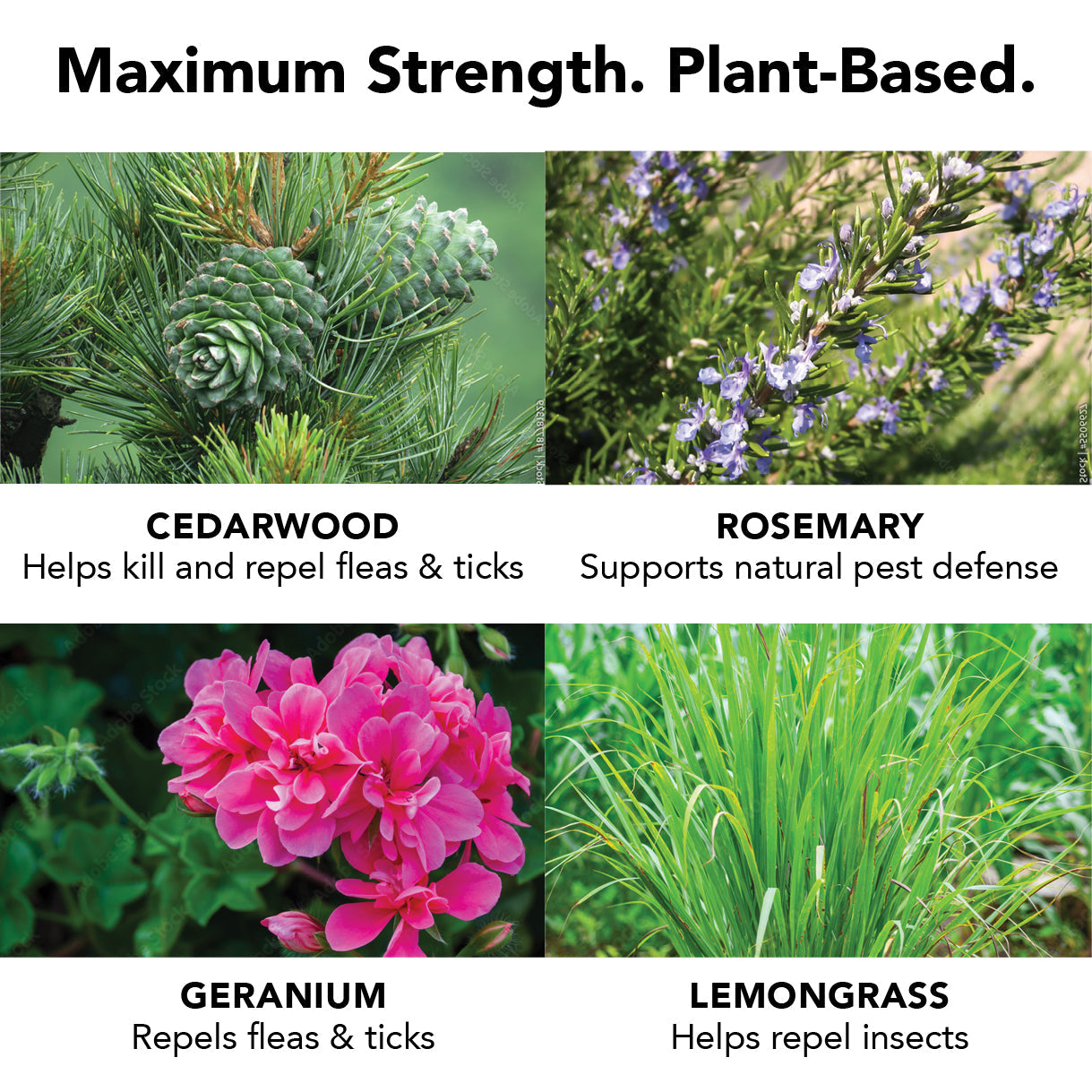 PRIDE + GROOM FLEA + TICK SHAMPOO