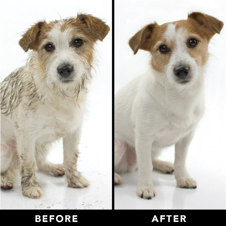 PRIDE + GROOM THE SHEDDER Dog Shampoo