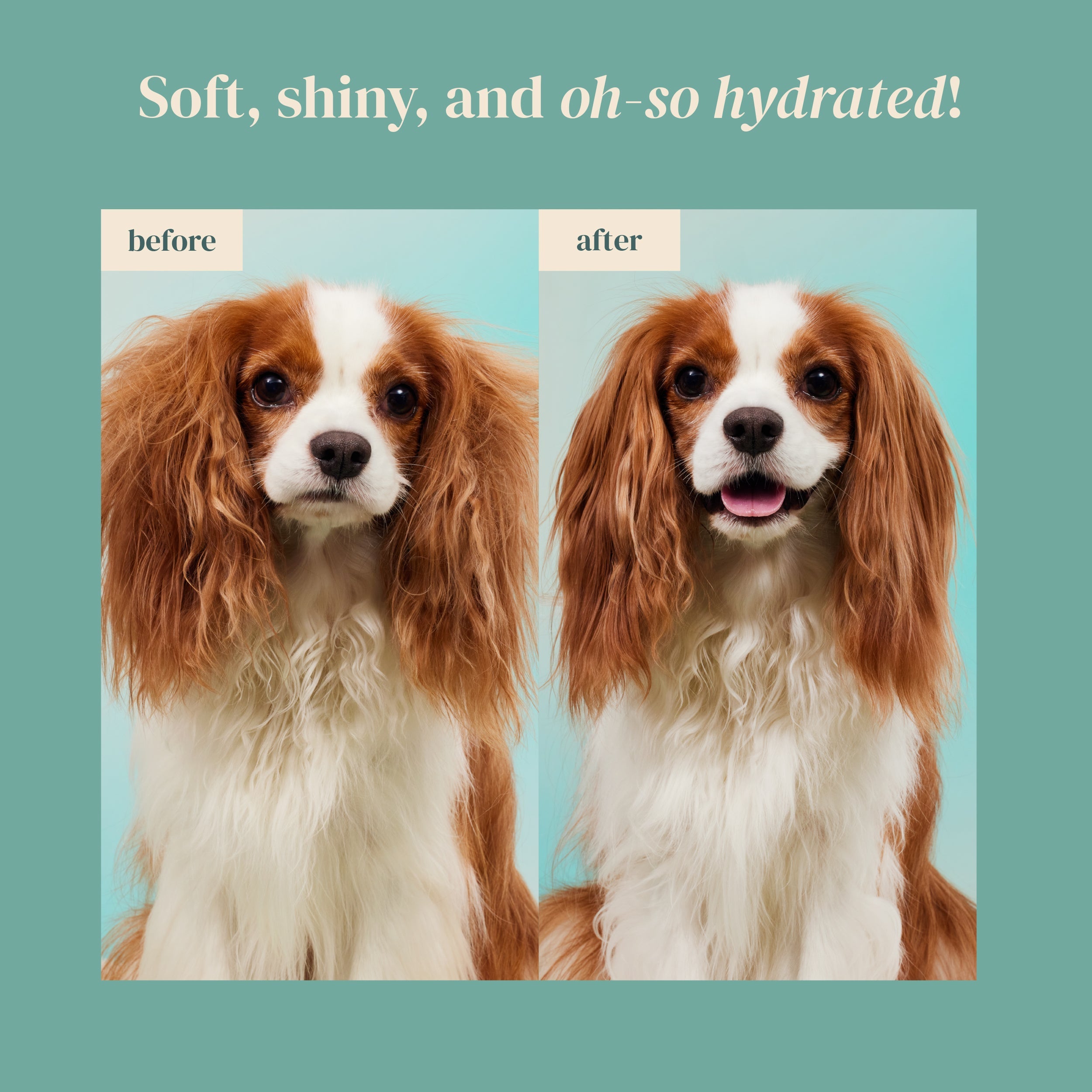 FURFECTION Rice Water Paw & Facial Shampoo