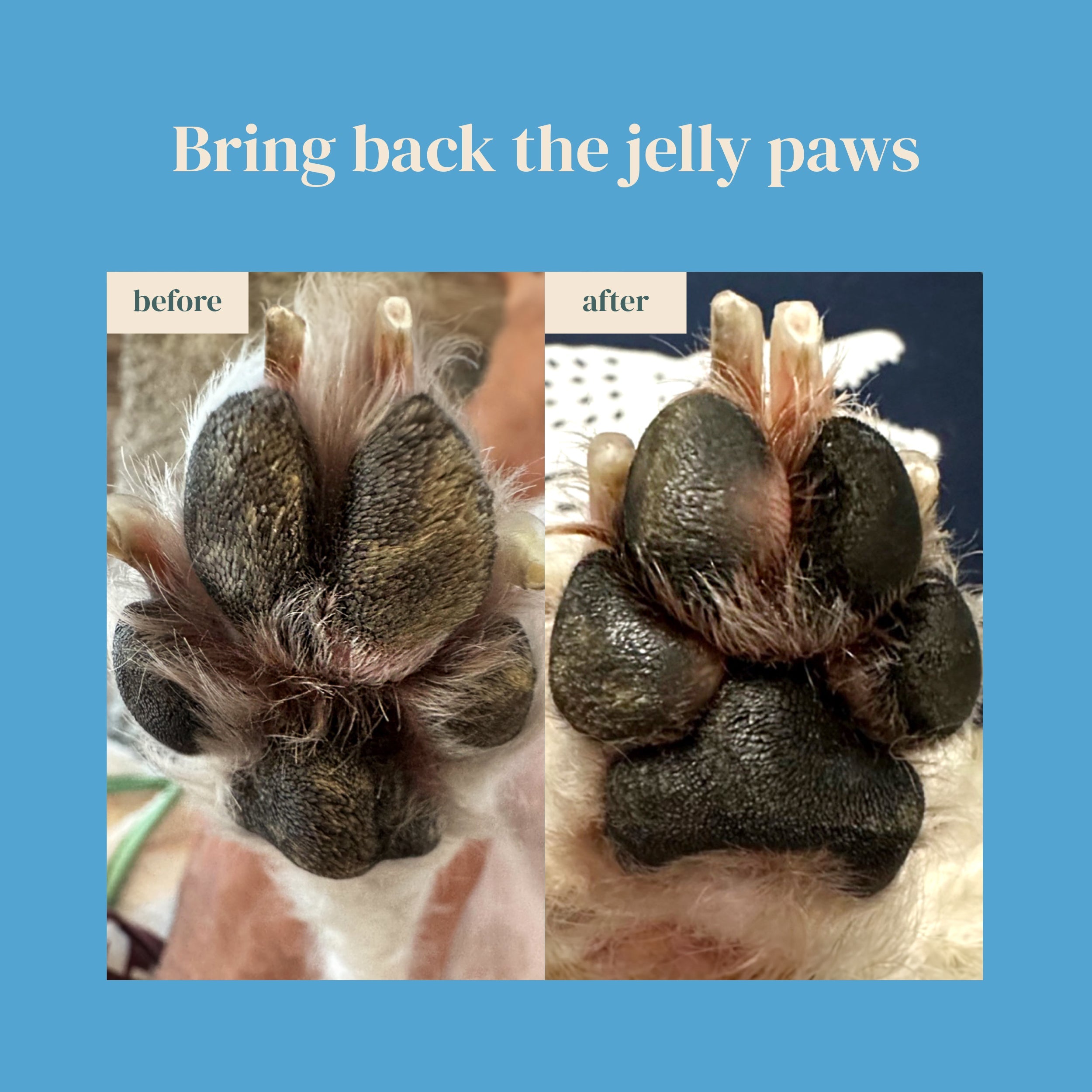 PAWFECT COMFORT Nose-to-Tail Soothing Jelly Serum