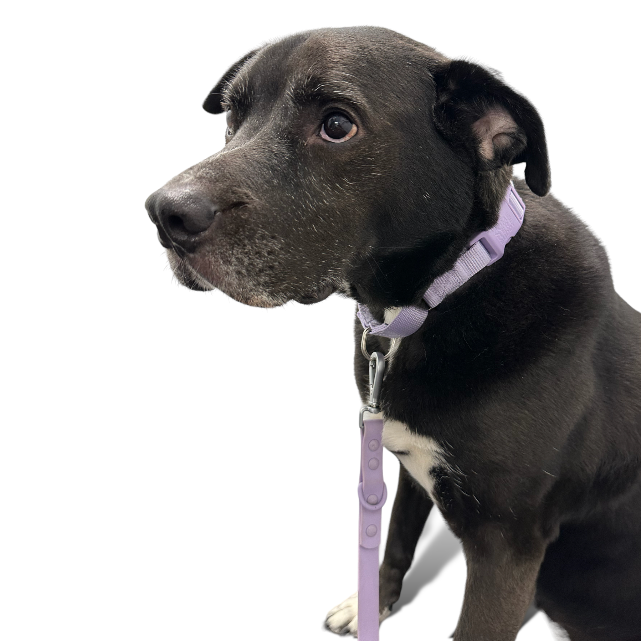 Come Here Buddy Martingale Dog Collar