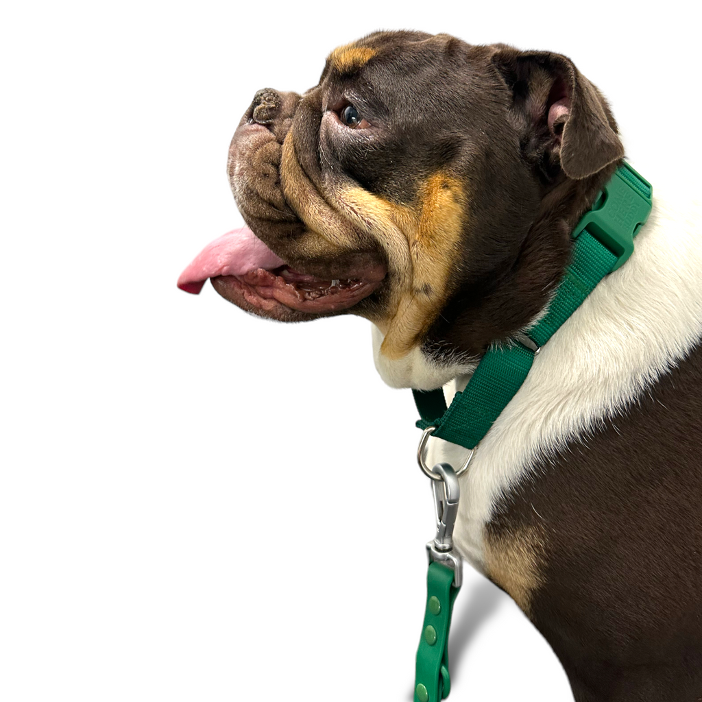 Come Here Buddy Martingale Dog Collar