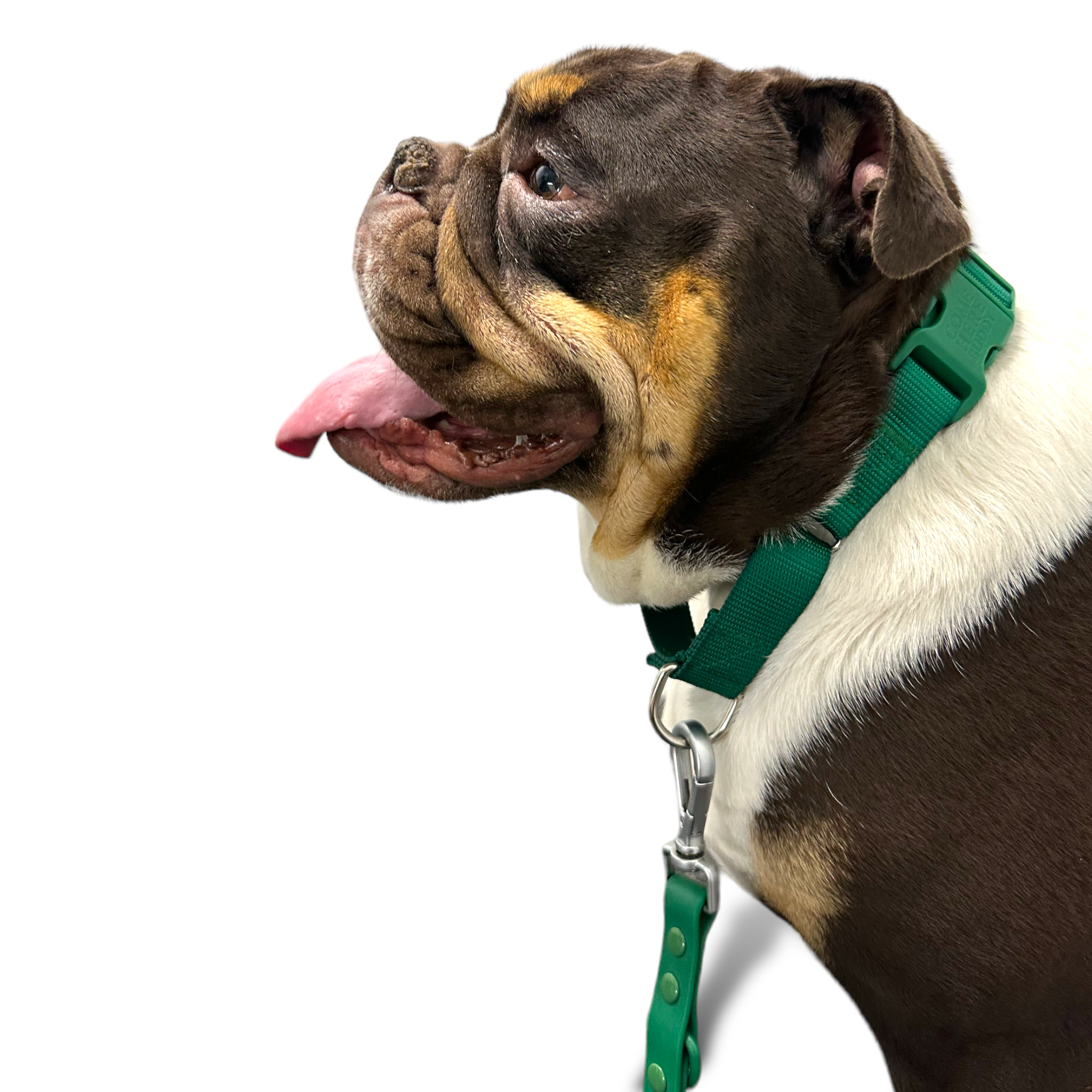 Come Here Buddy Martingale Dog Collar