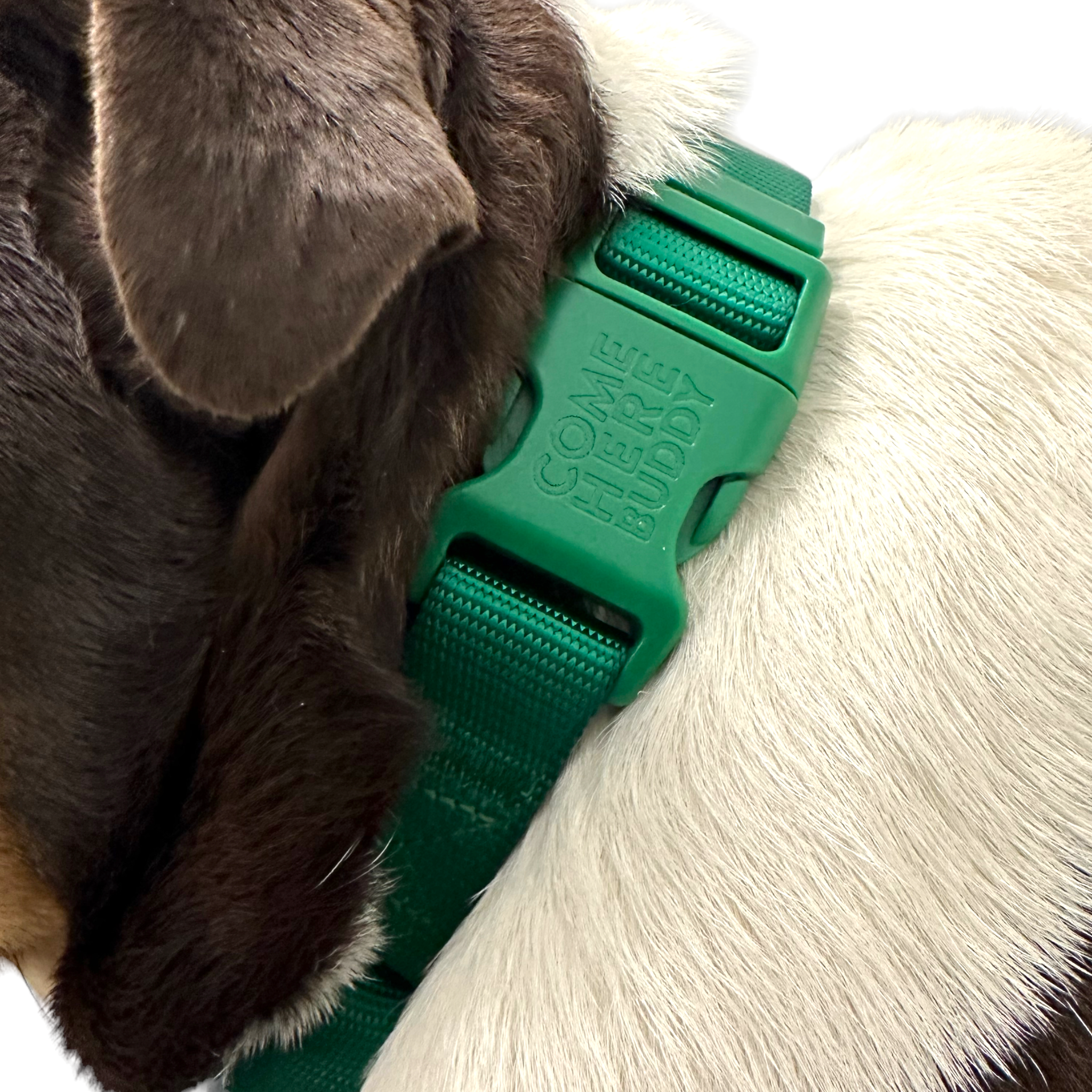 Come Here Buddy Martingale Dog Collar