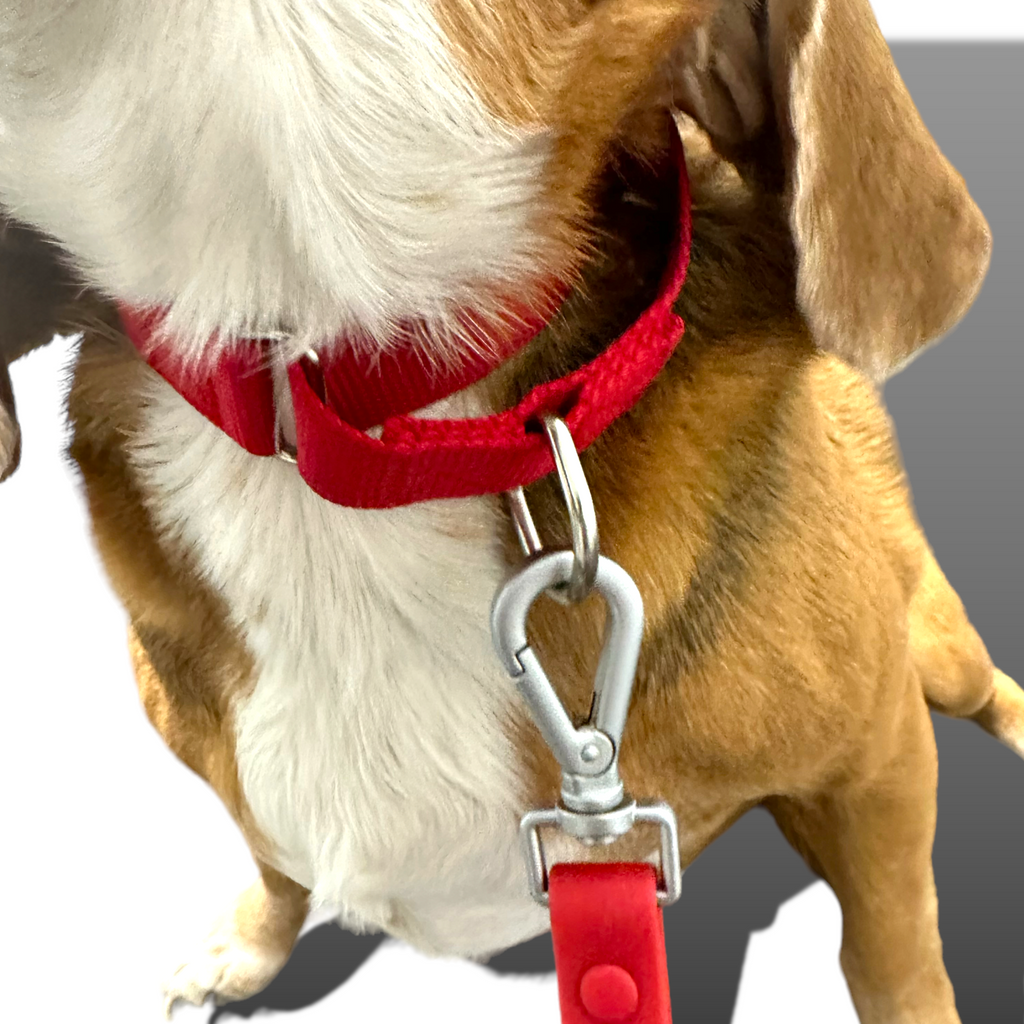 Come Here Buddy Martingale Dog Collar