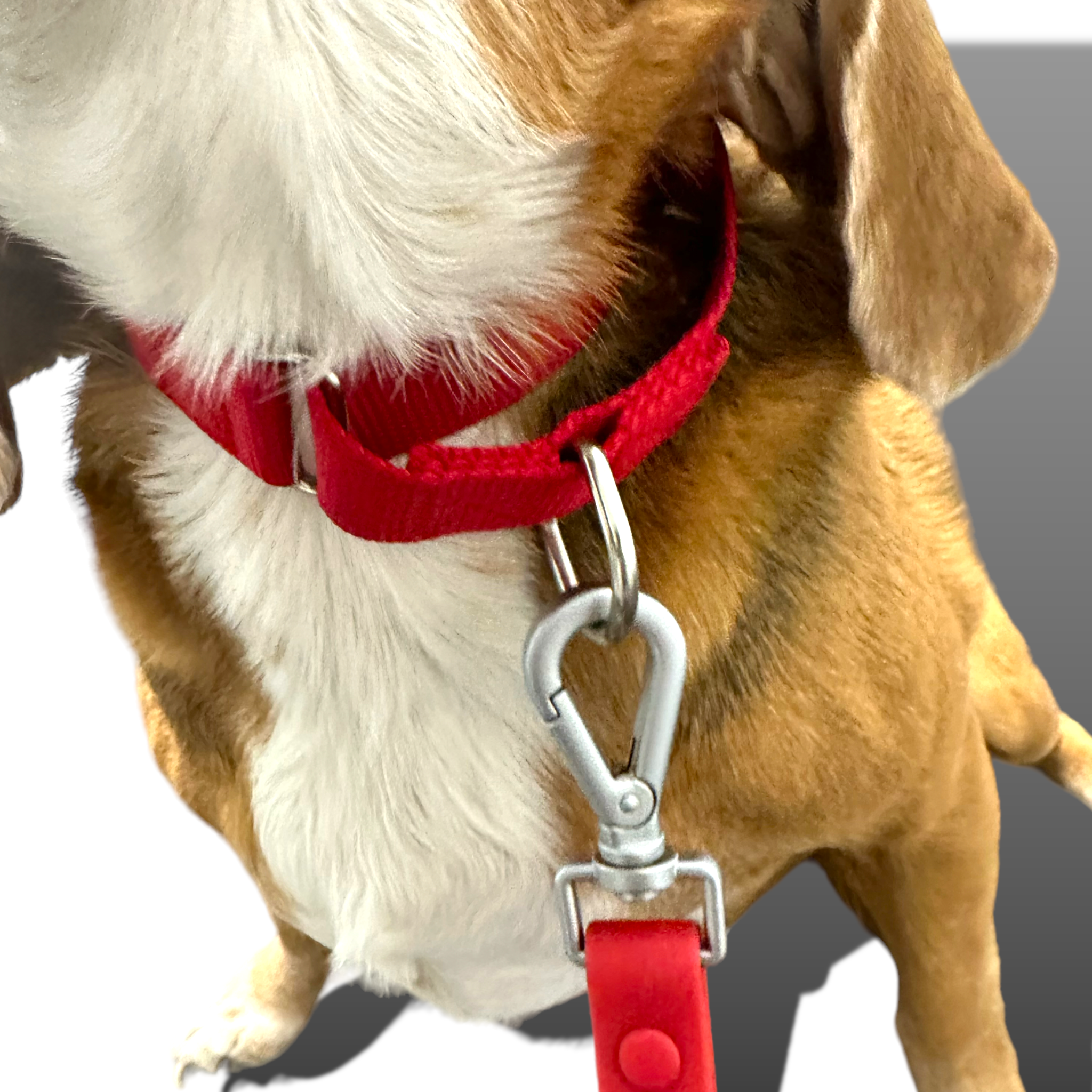 Come Here Buddy Martingale Dog Collar