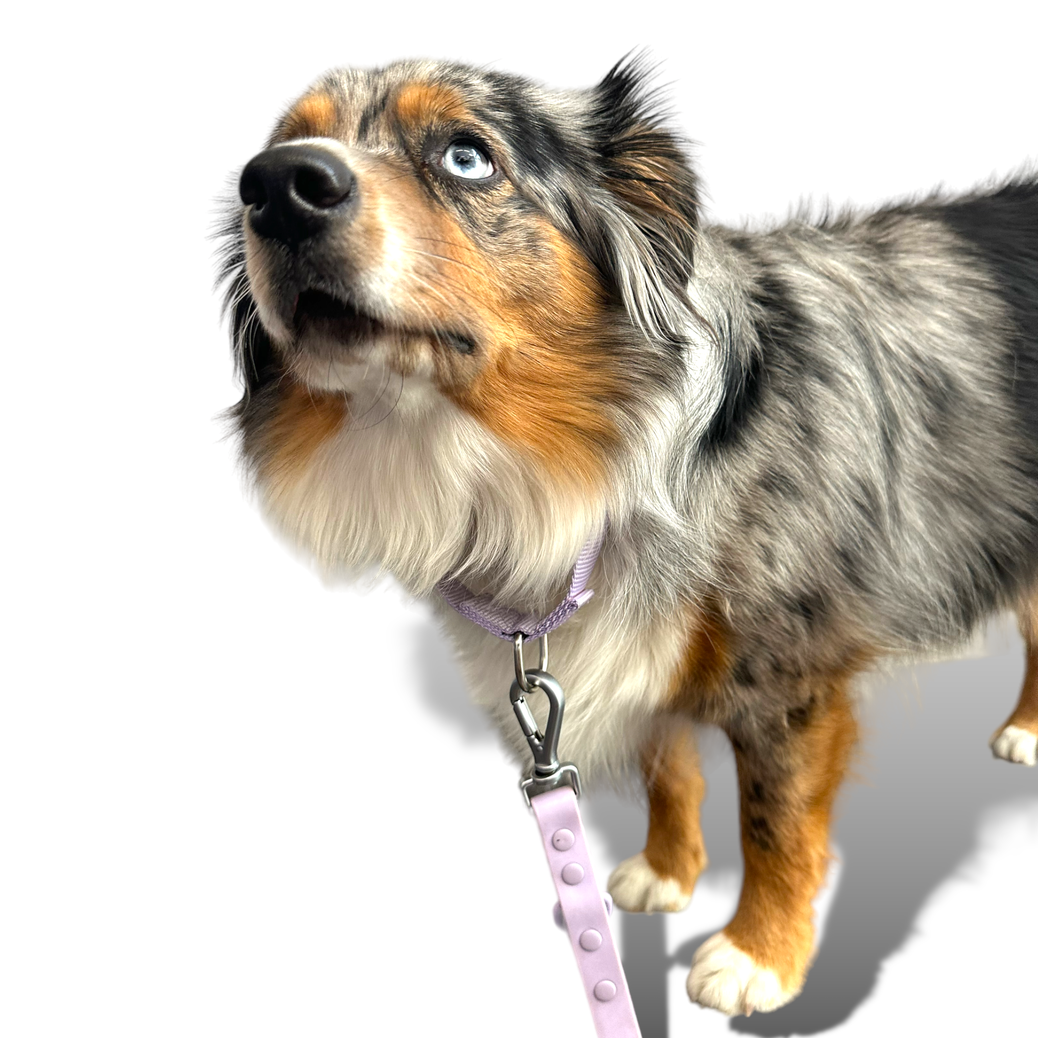 Come Here Buddy Martingale Dog Collar