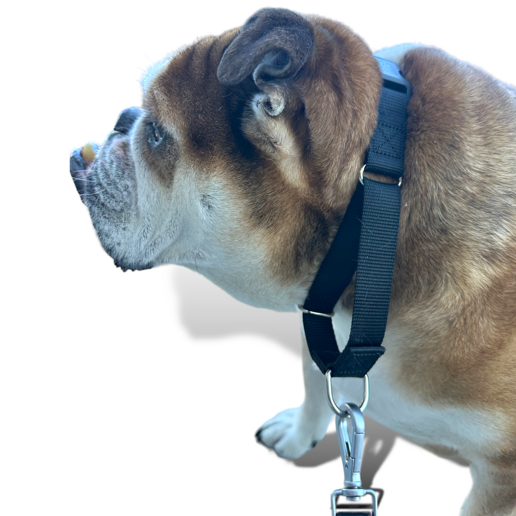 Come Here Buddy Martingale Dog Collar