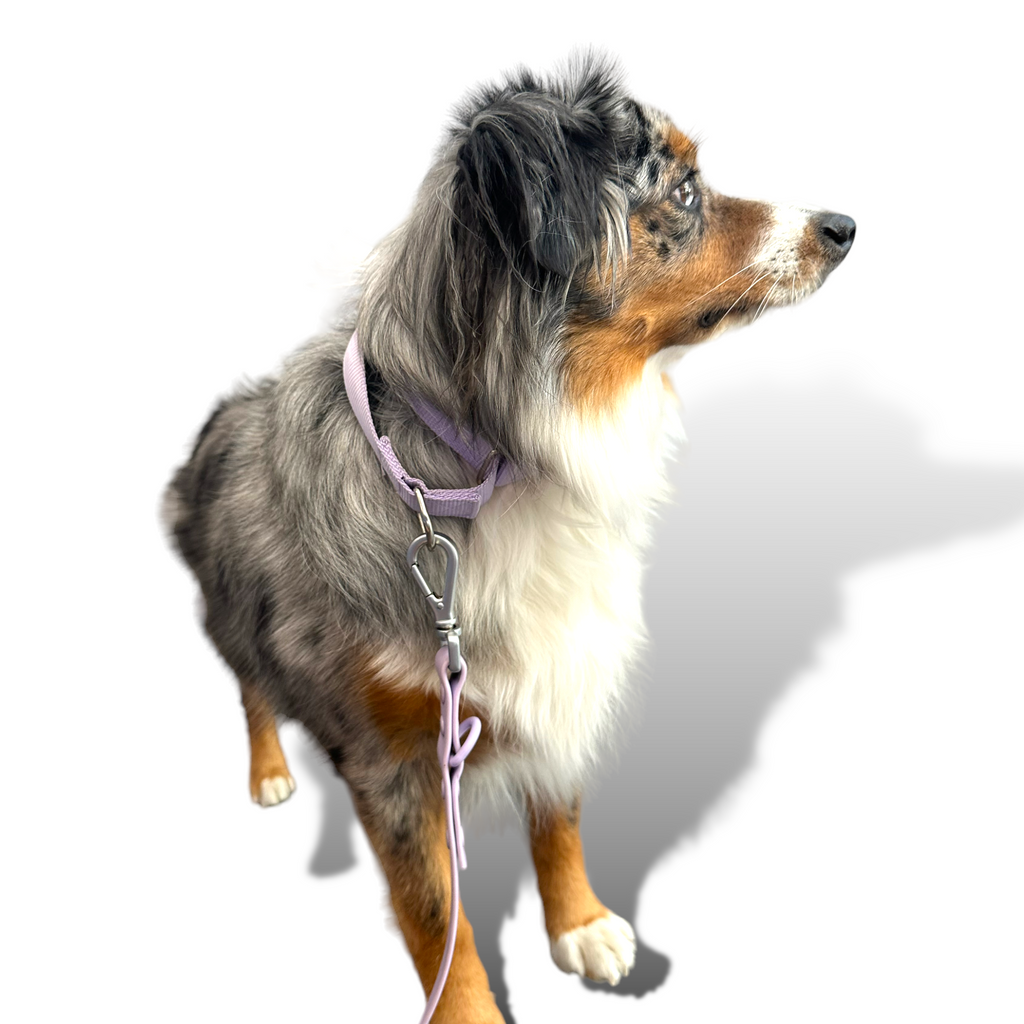 Come Here Buddy Martingale Dog Collar