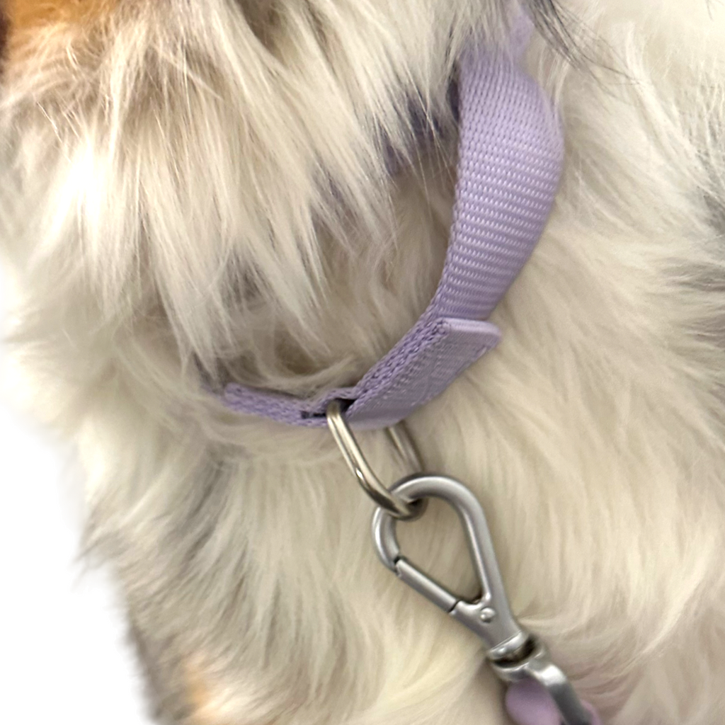 Come Here Buddy Martingale Dog Collar