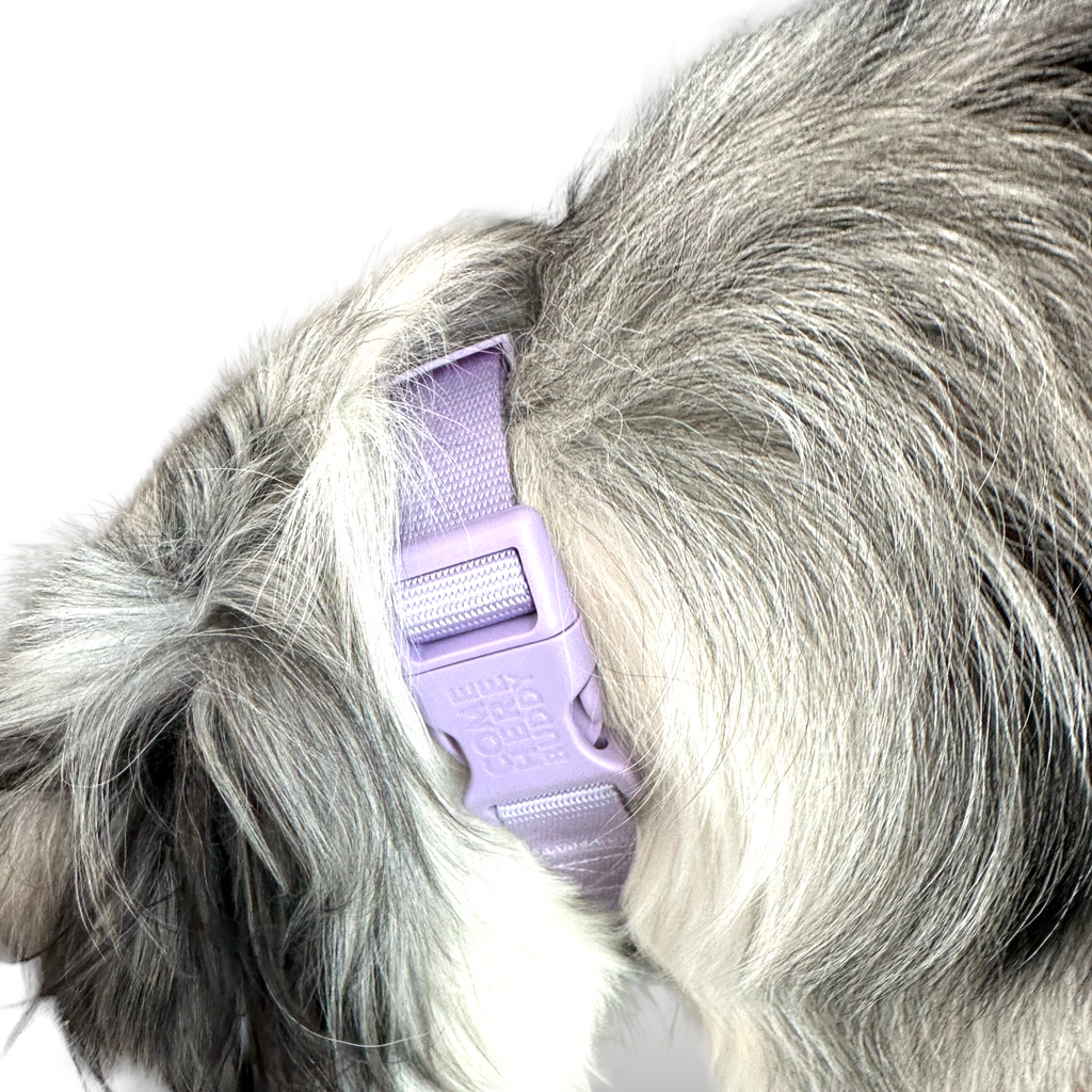 Come Here Buddy Martingale Dog Collar