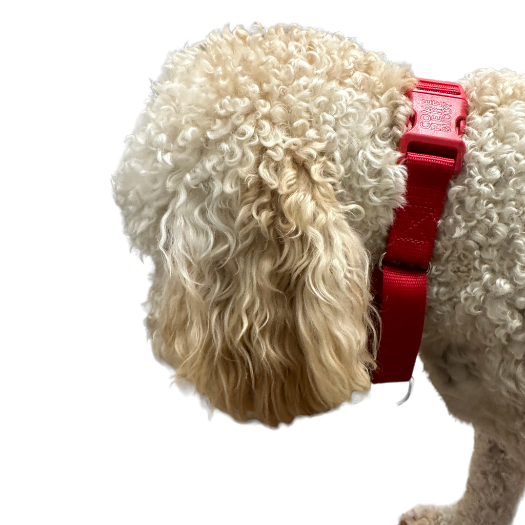 Come Here Buddy Martingale Dog Collar