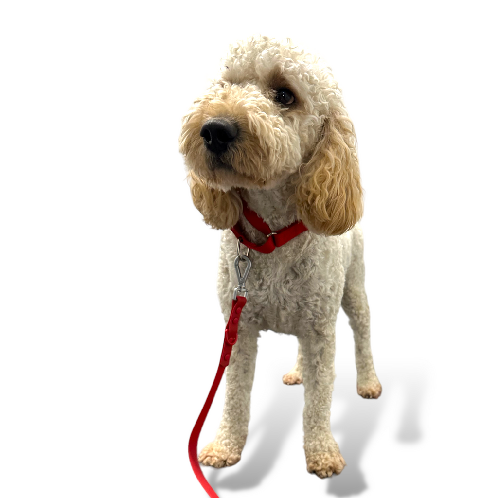 Come Here Buddy Martingale Dog Collar
