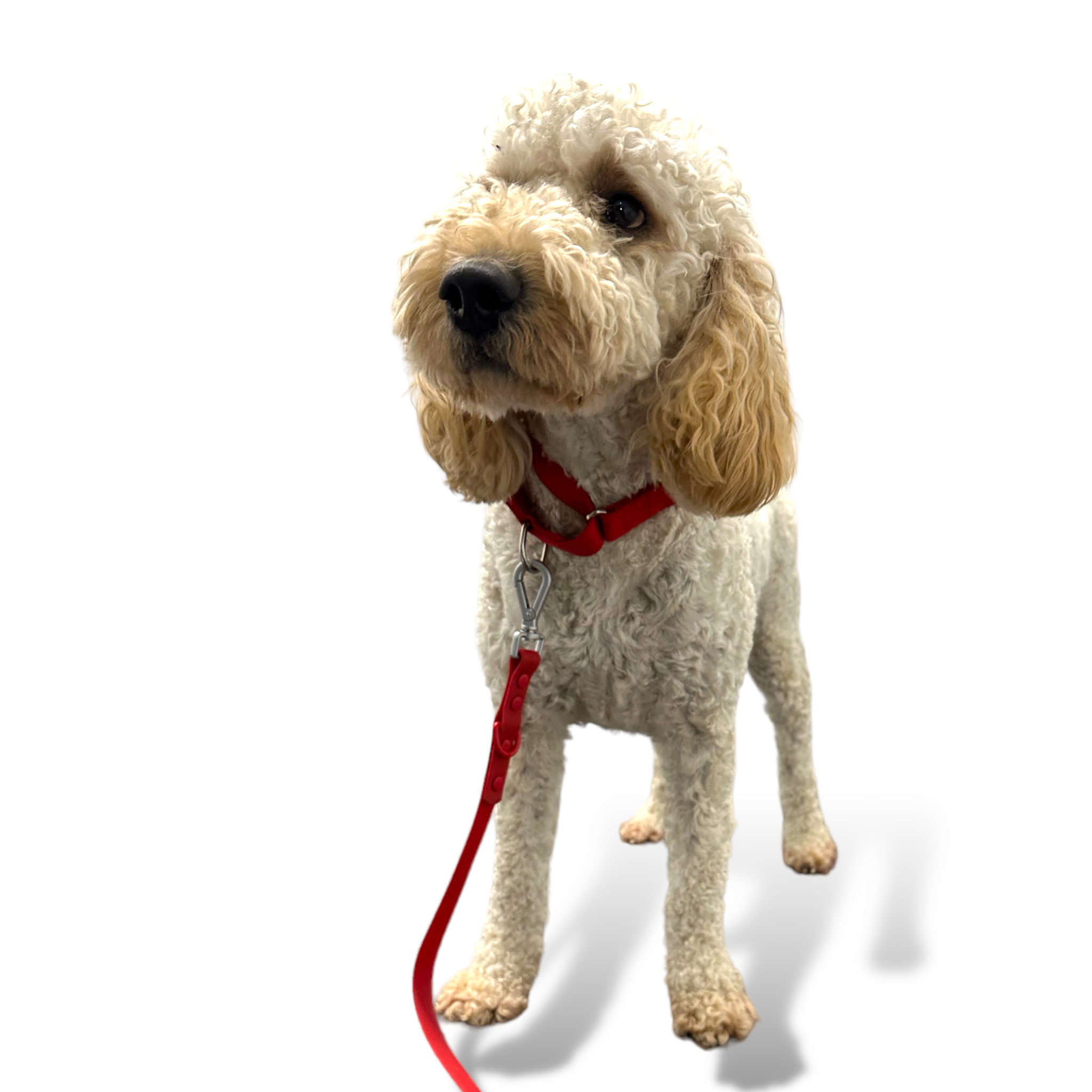 Come Here Buddy Martingale Dog Collar