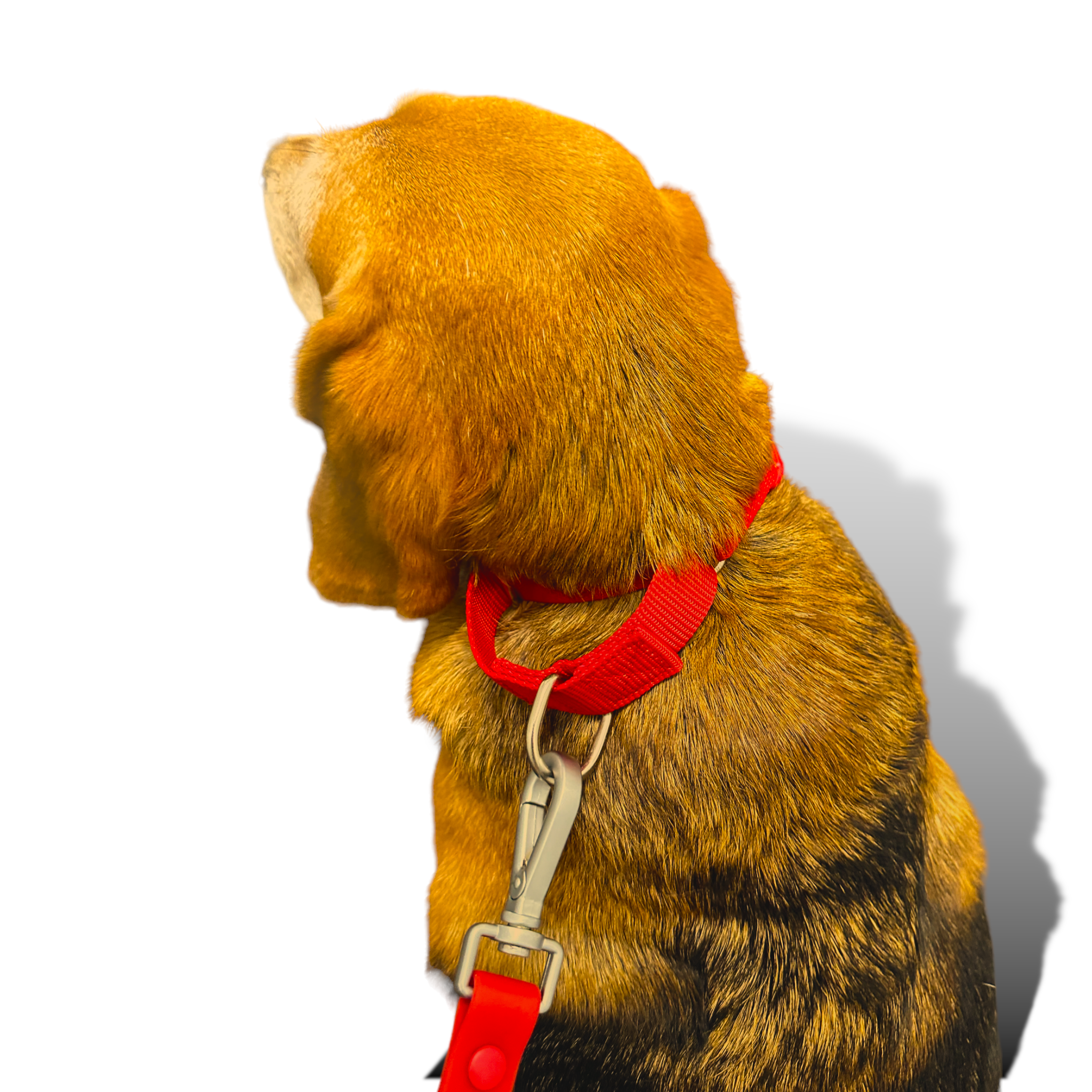 Come Here Buddy Martingale Dog Collar