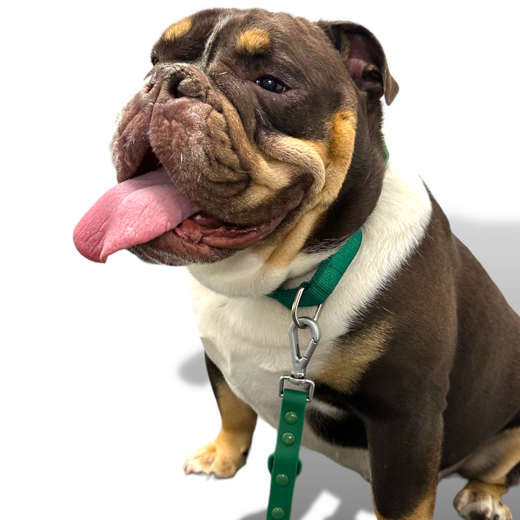 Come Here Buddy Martingale Dog Collar