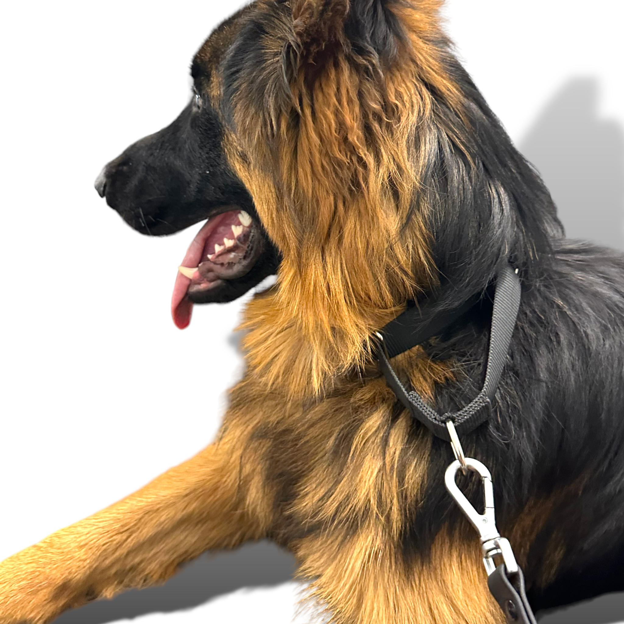 Come Here Buddy Martingale Dog Collar