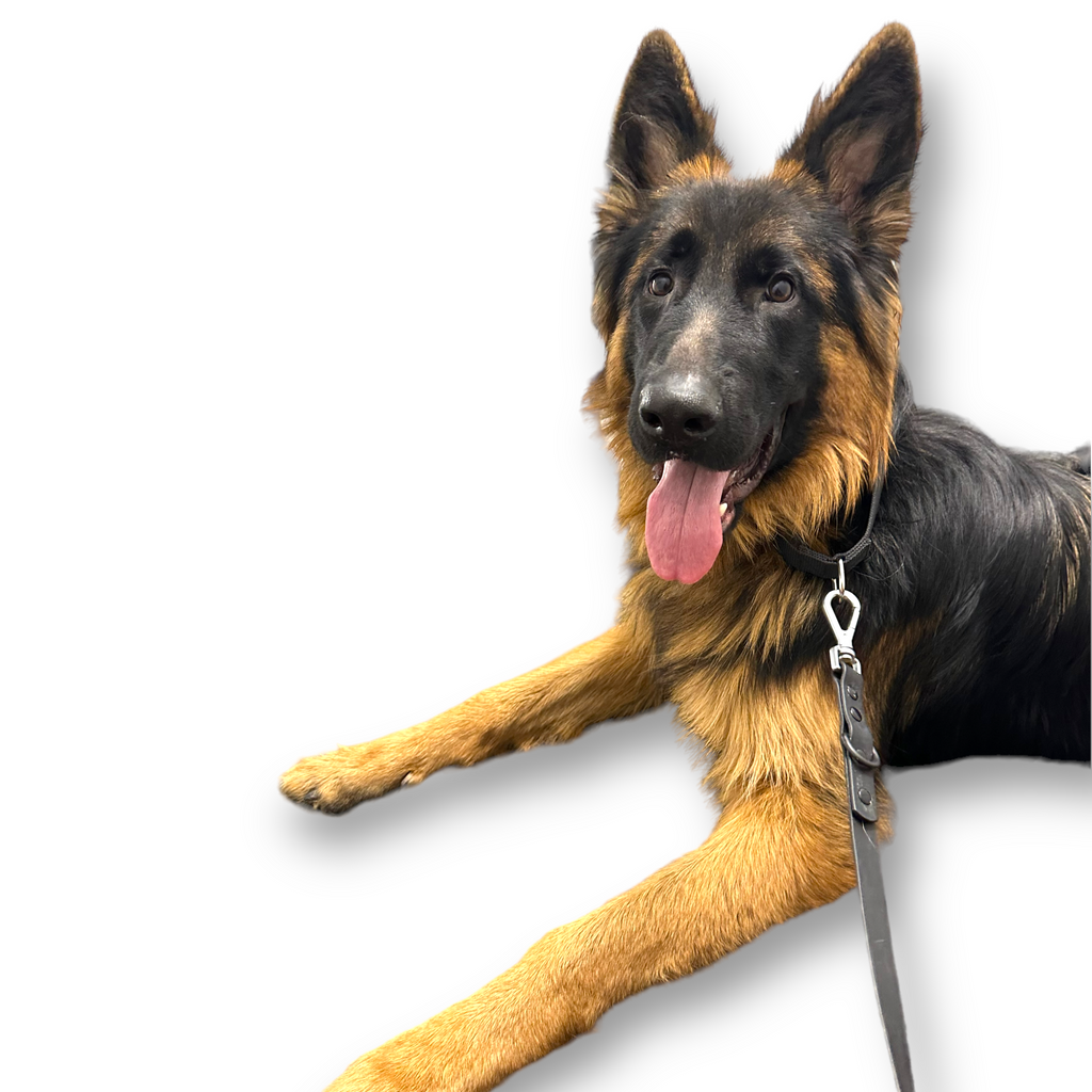 Come Here Buddy Martingale Dog Collar