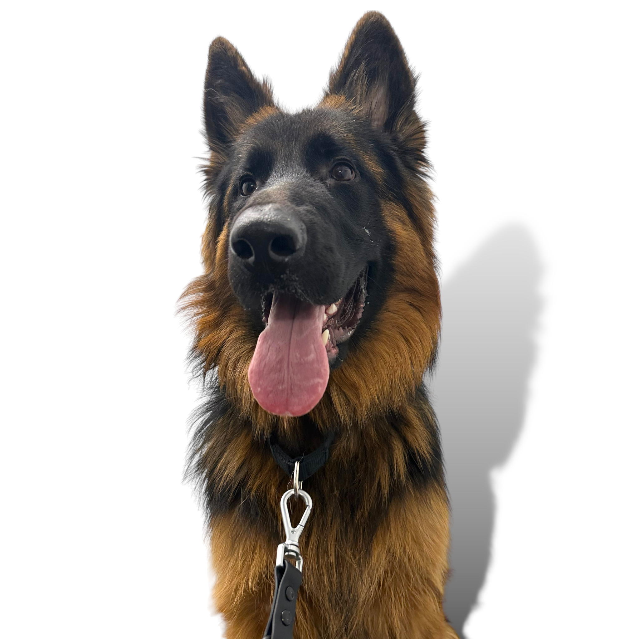 Come Here Buddy Martingale Dog Collar