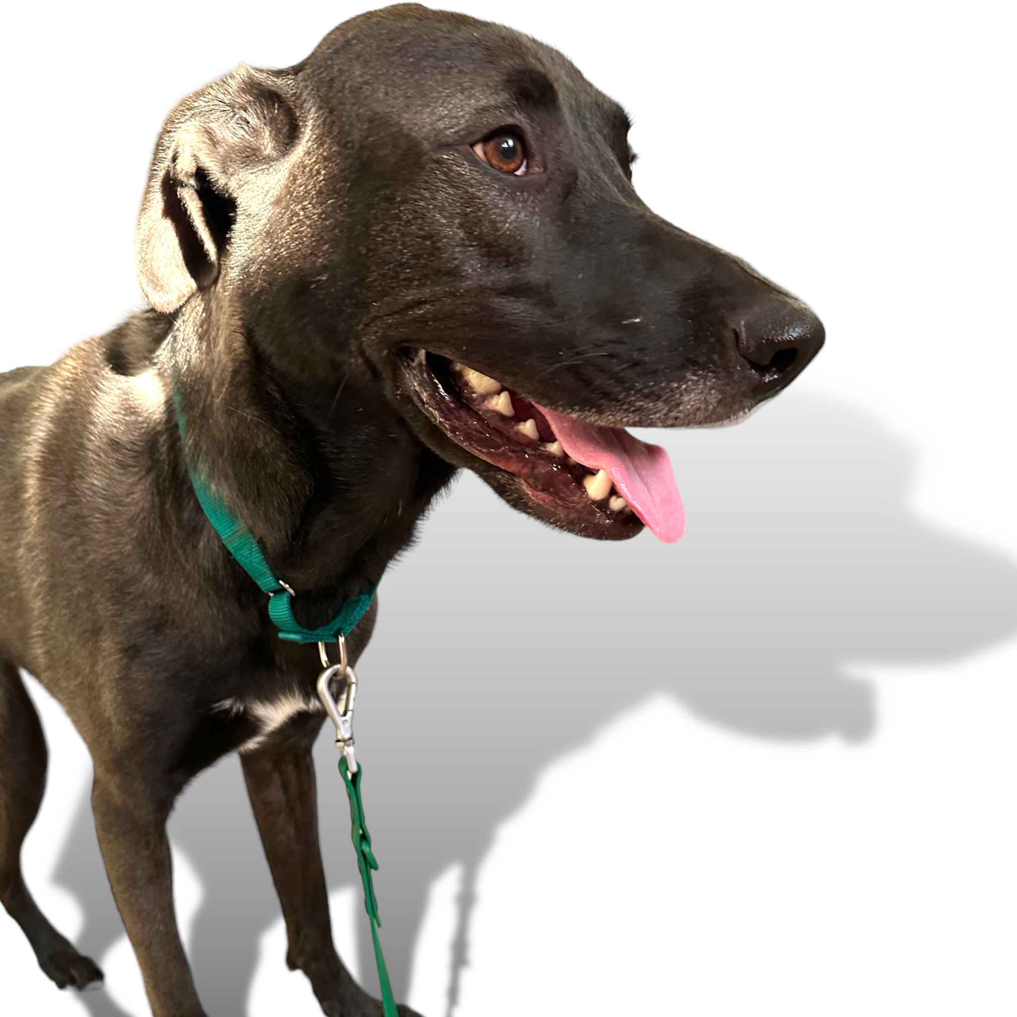 Come Here Buddy Martingale Dog Collar
