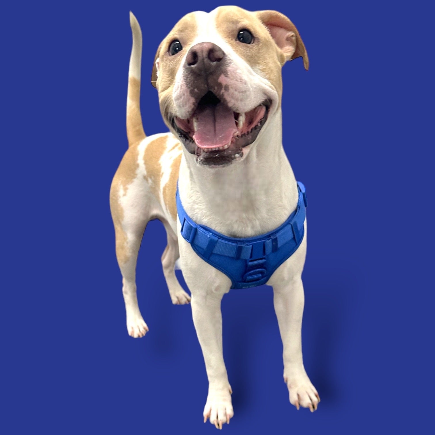 Come Here Buddy Step In Dog Harness