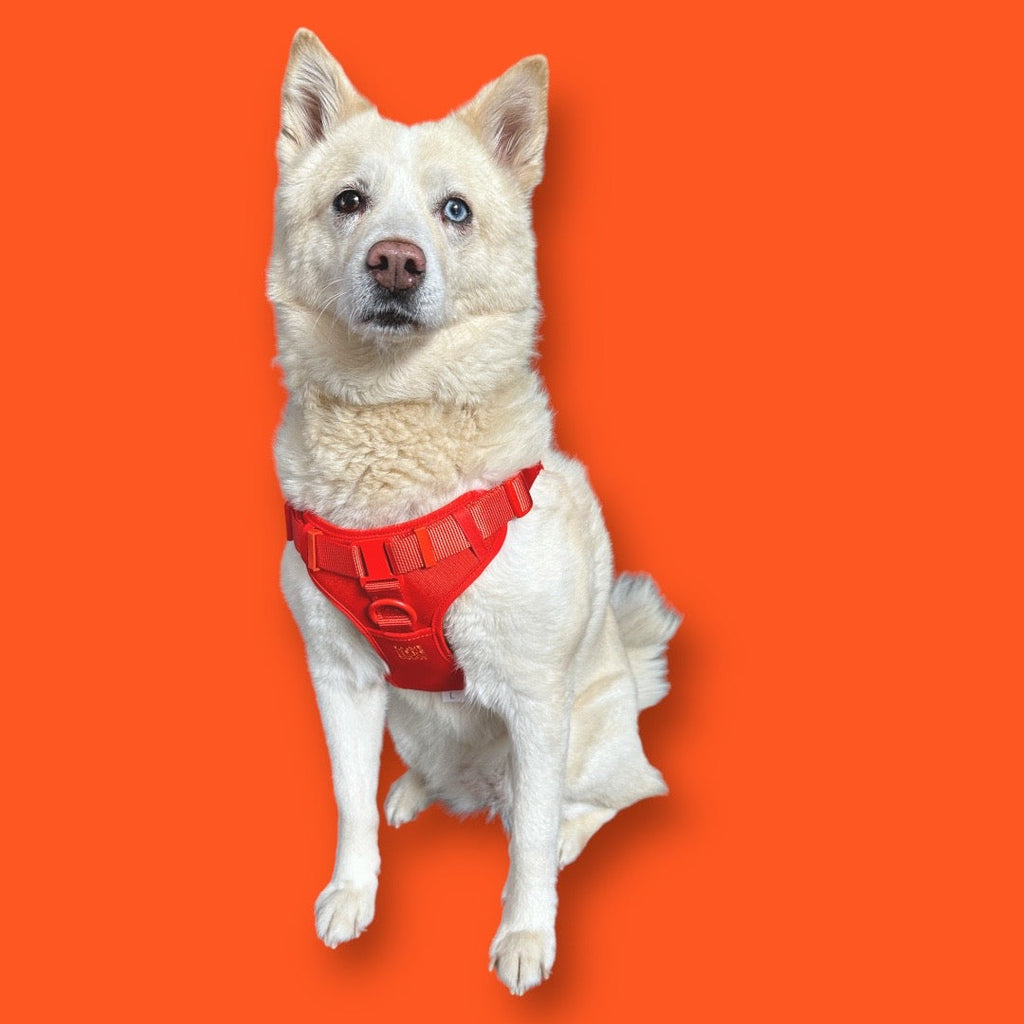 Come Here Buddy Step In Dog Harness