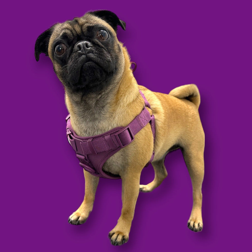 Come Here Buddy Step In Dog Harness